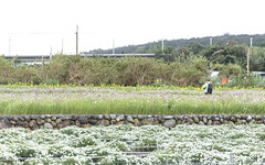 苗栗田莊人菊花園賞花攻略｜杭菊雪景＋花田步道美照連拍！