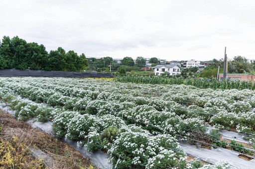 銅鑼賞花新路線！西湖溪畔私人花田 金白交錯宛如秋日地毯