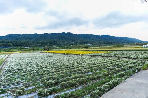 2025銅鑼最新賞杭菊秘境曝光！最美私房坡道眺望點就在這裡