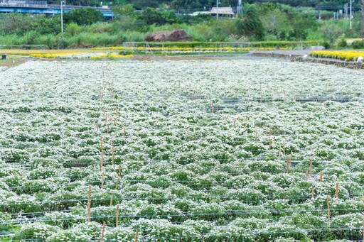 2025銅鑼最新賞杭菊秘境曝光！最美私房坡道眺望點就在這裡