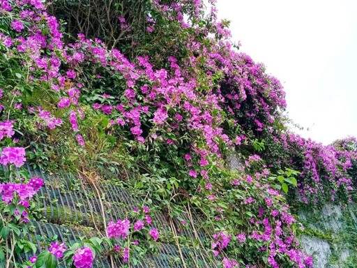 士林人快收！台北捷運劍潭站蒜香藤正美 粉紫花牆超好拍