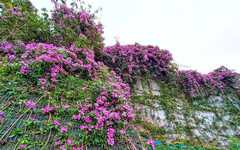 士林人快收！台北捷運劍潭站蒜香藤正美 粉紫花牆超好拍