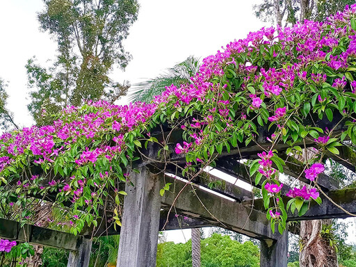 蒜香藤花開啦！士林官邸西式庭園期間限定粉嫩紫花瀑太好拍