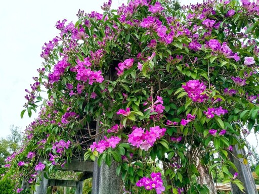蒜香藤花開啦！士林官邸西式庭園期間限定粉嫩紫花瀑太好拍
