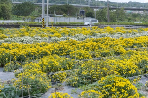 銅鑼杭菊主會場必拍！花海爆量盛開 新手也能拍出大片！