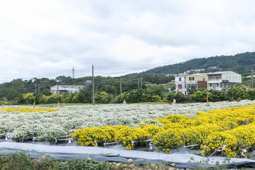 銅鑼杭菊主會場必拍！花海爆量盛開 新手也能拍出大片！