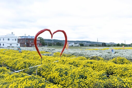 銅鑼杭菊主會場必拍！花海爆量盛開 新手也能拍出大片！