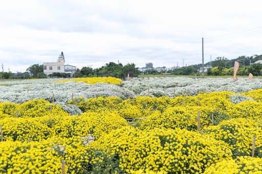 銅鑼杭菊主會場必拍！花海爆量盛開 新手也能拍出大片！