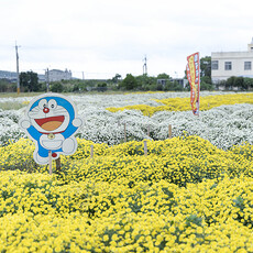 銅鑼杭菊主會場必拍！花海爆量盛開 新手也能拍出大片！