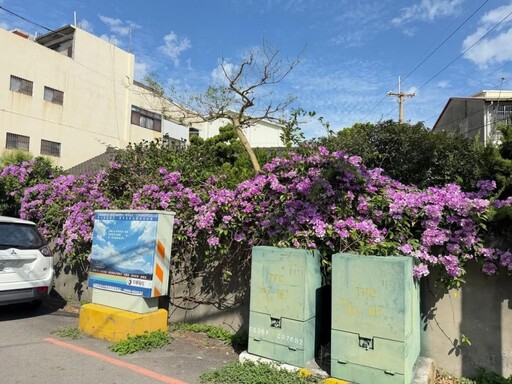 台中神岡隱藏版花牆|粉紫蒜香藤盛開成片 旅人搶拍中!