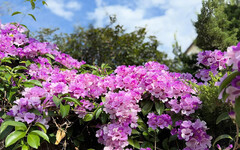 台中神岡隱藏版花牆｜粉紫蒜香藤盛開成片 旅人搶拍中！