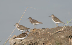 新北秋冬賞鳥推薦！大漢溪冬候鳥大回歸 濕地成生態教育聖地