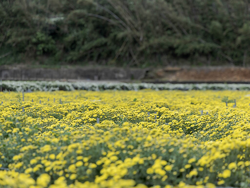 IG爆紅中!銅鑼九湖杭菊田大面積綻放 俯拍仰拍都驚艷!