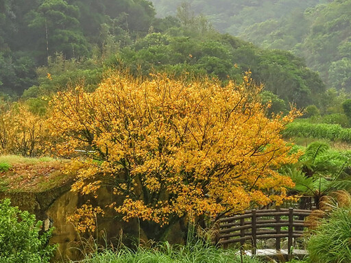 竹子湖黃金楓正美!限定秋色染上山頭 美如異國森林!