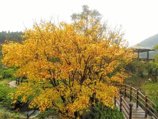 竹子湖黃金楓正美!限定秋色染上山頭 美如異國森林!