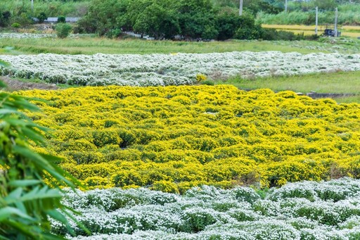 2025銅鑼杭菊花海地圖│六處花海懶人包 滿開花況倒數中！