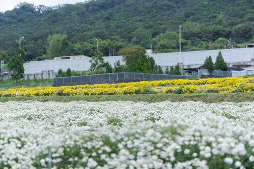 2025銅鑼杭菊花海地圖│六處花海懶人包 滿開花況倒數中！