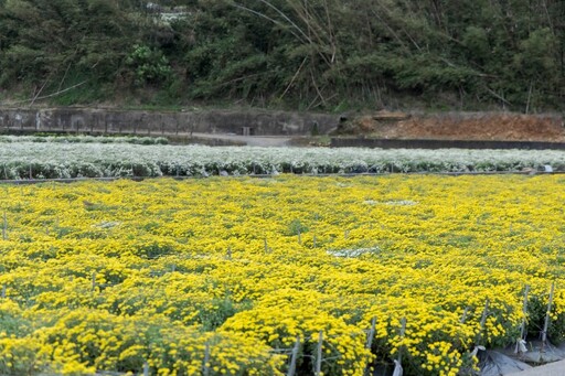 2025銅鑼杭菊花海地圖│六處花海懶人包 滿開花況倒數中！