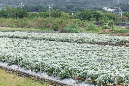 2025銅鑼杭菊花海地圖│六處花海懶人包 滿開花況倒數中！