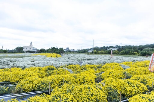 2025銅鑼杭菊花海地圖│六處花海懶人包 滿開花況倒數中！