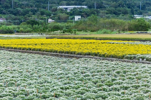 2025銅鑼杭菊花海地圖│六處花海懶人包 滿開花況倒數中！