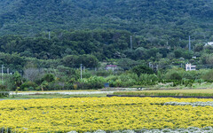 2025銅鑼杭菊花海地圖│六處花海懶人包 滿開花況倒數中！