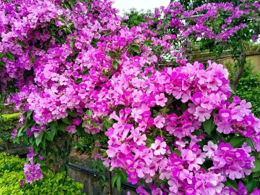 新北蒜香藤花期到！泰山最浪漫河濱花牆 紫色花海怎麼拍都美