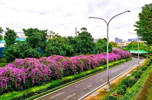 新北蒜香藤花期到！泰山最浪漫河濱花牆 紫色花海怎麼拍都美