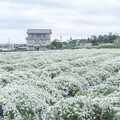 苗栗寶哥農園花況超美｜杭菊雪白＋金黃雙色花海 仙度爆表！