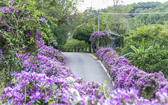 紫色花瀑太療癒！通霄200公尺蒜香藤花廊盛開 浪漫指數破表