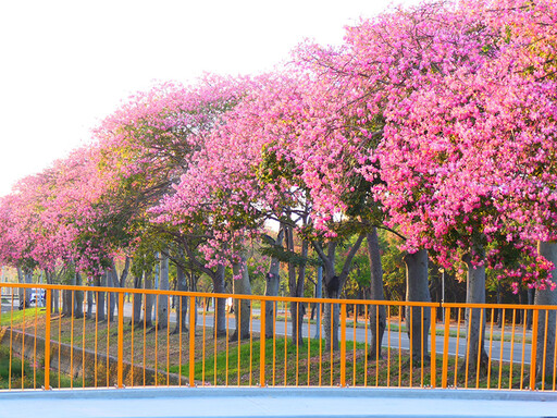 2025虎尾美人樹花季來了!粉到像下櫻花雨 錯過再等一年!
