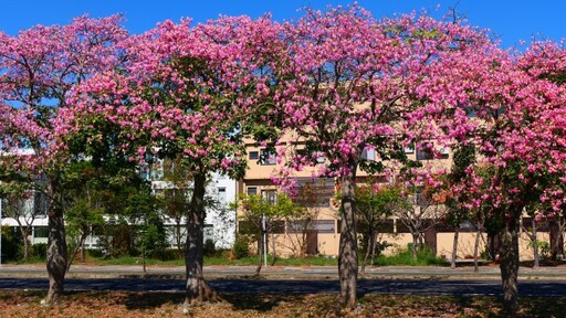 2025虎尾美人樹花季來了!粉到像下櫻花雨 錯過再等一年!