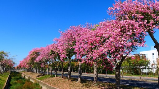 2025虎尾美人樹花季來了!粉到像下櫻花雨 錯過再等一年!