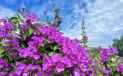 后里最美校園花海！月眉國小蒜香藤花牆粉嫩綻放中！