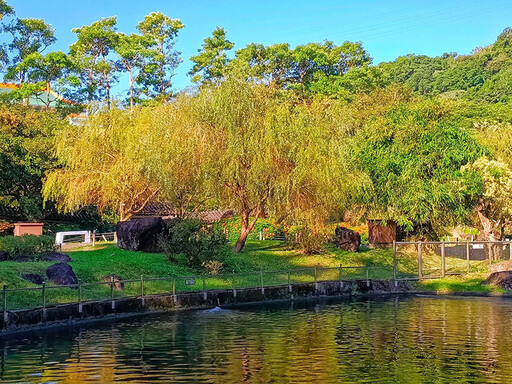 台北文青攝影必訪!士林故宮至善園垂柳 初冬染金人氣暴增!