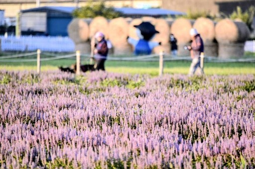 桃園必去冬日花海！楊梅「酷洛米仙草嘉年華」夢幻登場！