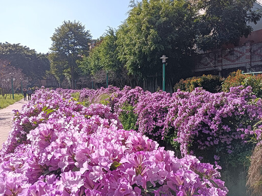 桃園免費賞花景點!粉紫花牆垂落水岸 美景延伸超欠拍!