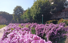 桃園免費賞花景點！粉紫花牆垂落水岸 美景延伸超欠拍！