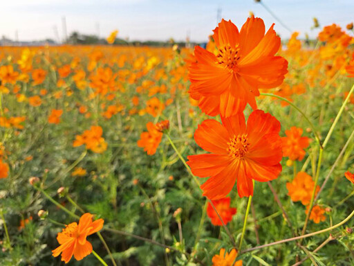 嘉義周末去哪玩？2025嘉義花海生活節4大亮點一次看！