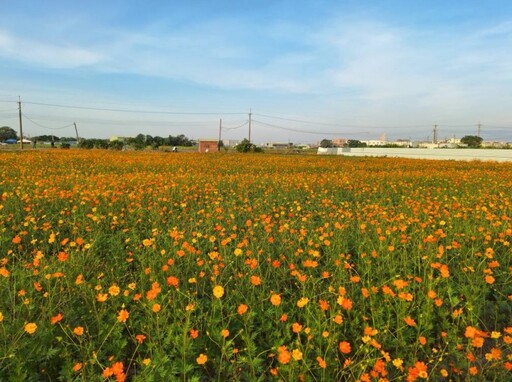 嘉義周末去哪玩？2025嘉義花海生活節4大亮點一次看！