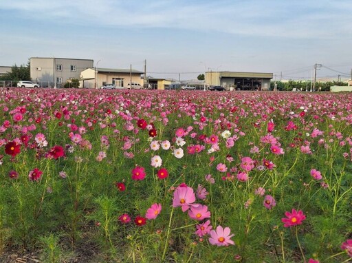 嘉義周末去哪玩？2025嘉義花海生活節4大亮點一次看！