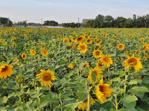 嘉義周末去哪玩？2025嘉義花海生活節4大亮點一次看！