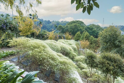 網美朝聖點更新！台中新社普羅旺斯庭園化身冬季純白仙境！