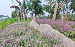 嘉義隱藏紫色仙境！溪東公園仙草花盛開 親子散步首選