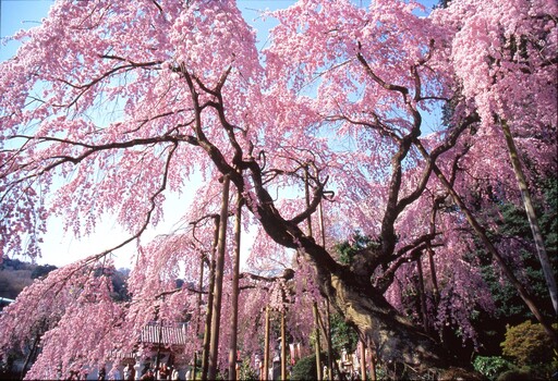 日本栃木縣櫻花祭3月搶搶滾
