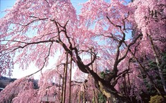 日本栃木縣櫻花祭3月搶搶滾