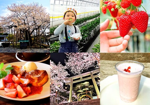用櫻花和草莓閱讀春天的樂章 日光季節限定美食4月1日起登場