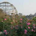 走進臺北玫瑰園的花花世界