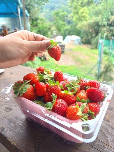 內湖白石湖社區採草莓樂趣多
