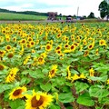 日本最大的向日葵田 北海道「北龍町向日葵田」